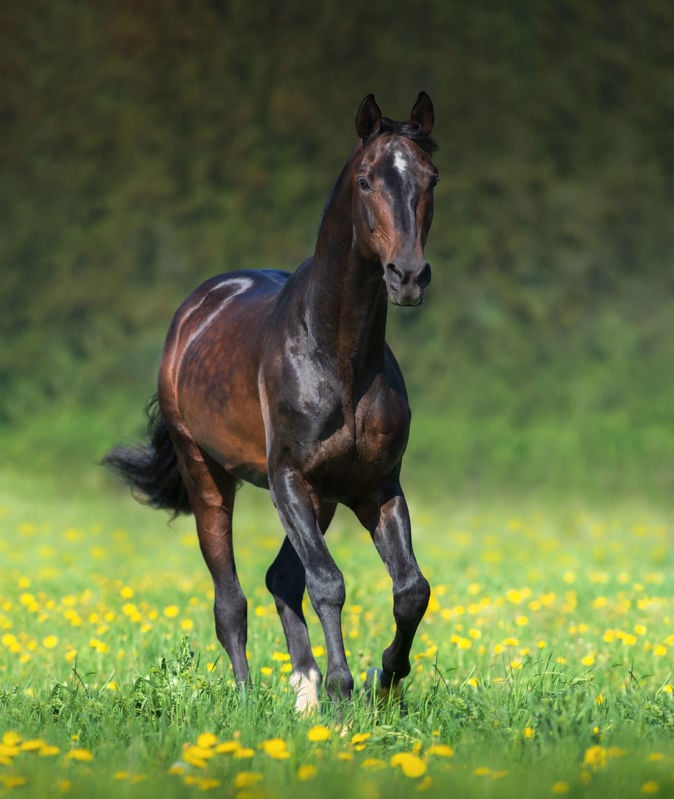 Nutrition of the Stallion
